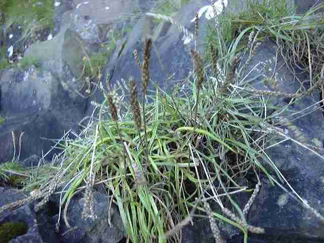 Sea Plantain (Plantago maritima)